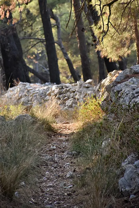 Forrest trail lined with historical walls.